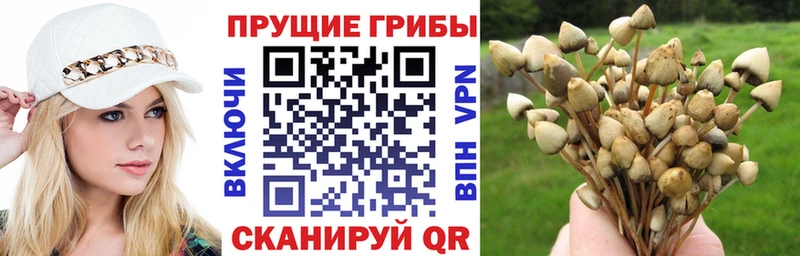 Псилоцибиновые грибы Psilocybine cubensis  Купить  Полысаево 